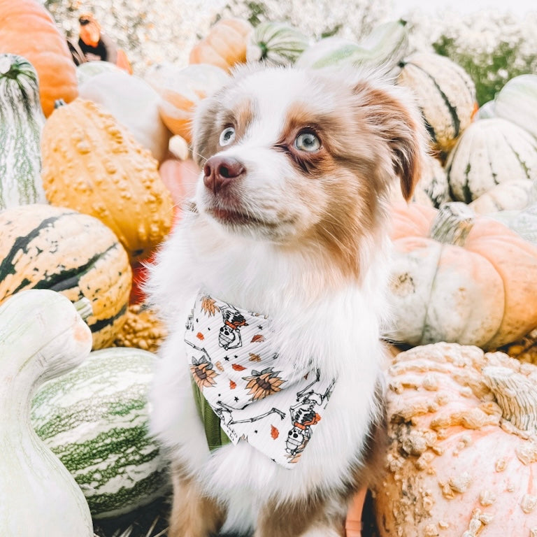 fall for fall